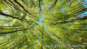 Grüne Anleihen: Der Markt umweltfreundliche Wertpapiere wächst stark