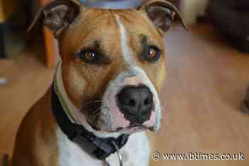 Brooklyn man chooses jail time rather than give up dog to former employer