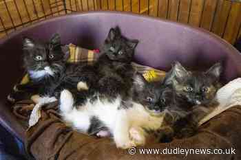 Vaccination of pets against Covid could be necessary, scientists suggest - Dudley News