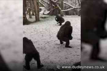 In Video: Animals enjoy the snow at London Zoo - Dudley News