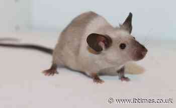 Breakthrough gene therapy repairs spinals cord of paralysed mice; sparks hope for humans
