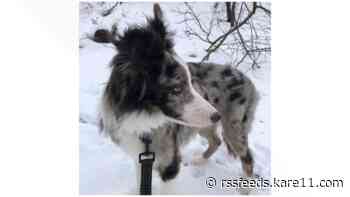 Vehicle, dog stolen at Bloomington hotel