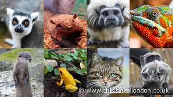 Battersea Park Zoo appeals for donations during lockdown