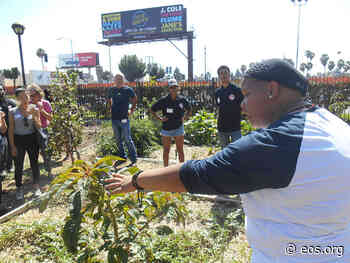 Urban Agriculture Combats Food Insecurity, Builds Community - Eos