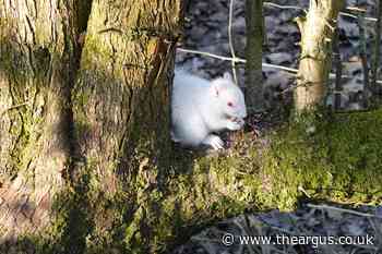 Rare albino squirrel spotted foraging for food in Sussex - The Argus