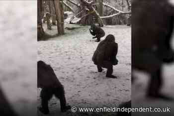 In Video: Animals enjoy the snow at London Zoo - Enfield Independent