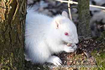 Albino squirrel spotted foraging in Sussex - Enfield Independent