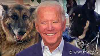 President Biden's Dogs Arrive at The White House