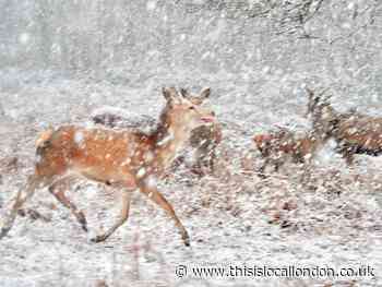 Beautiful shots of deer running in snow at Richmond Park