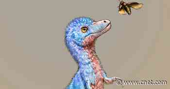 Tyrannosaur babies were the size of dogs when they took their first steps     - CNET