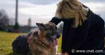 First dogs Champ and Major bound in to the Biden White House     - CNET