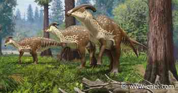 Skull of dinosaur with hollow tube on its head found for first time in a century     - CNET