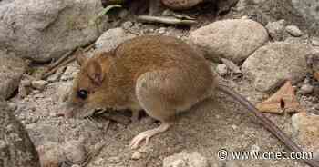 Scientists rediscover adorable rare volcano mouse thought to be extinct     - CNET
