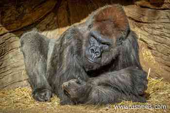 San Diego Gorillas Recovering From COVID-19, Zoo Says