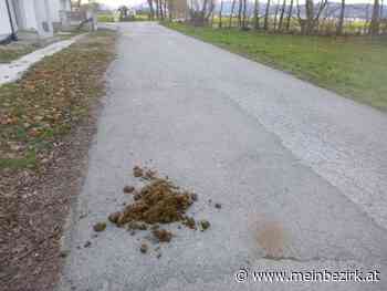 Neunkirchen: Kritik an Roßknödeln auf der Straße - Neunkirchen - meinbezirk.at