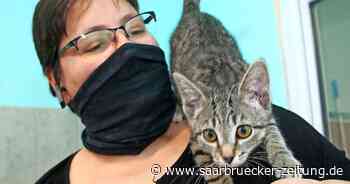 Zu Besuch im Tierheim Linxbachhof des Tierschutzvereins Neunkirchen/Saar - Saarbrücker Zeitung