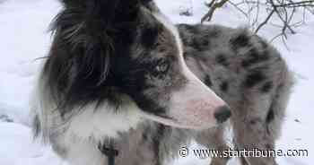 Dog found, car stolen from Bloomington hotel parking lot still missing