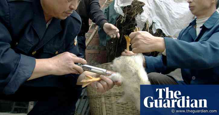 China's new animal health rules alone won't stop zoonotic outbreaks, experts warn
