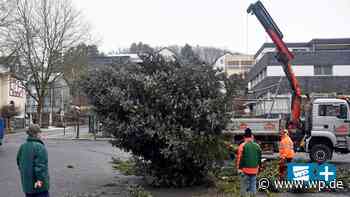 Netphen: Wie ein Zwölf-Meter-Weihnachtsbaum verschwindet - WP News