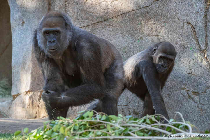Safari Park Gorillas Recovering From More Contagious Strain Of COVID-19; San Diego Zoo Receives Vaccine Intended For Animals