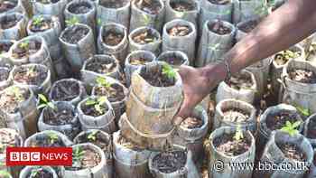 Scientists address myths over large-scale tree planting