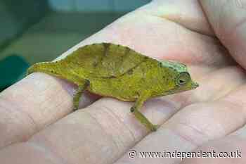 Man caught trying to smuggle 74 chameleons into Austria OLD