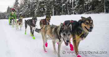 In year of canceled traditions, mushers say Duluth's Beargrease Sled Dog Marathon is 'a bright spot'