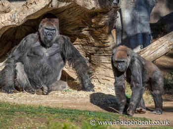 Gorillas at San Diego wildlife park stricken with Covid-19 after apparently being infected by zookeeper