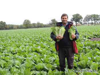 Koolkweker Dirk Bernaerts: “Mestbank vermoordt Chinese kool” - Het Nieuwsblad
