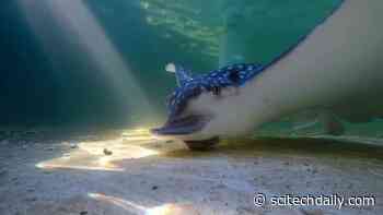 Crunch! Listen to “Shell-Crushing” Sounds of a Large Marine Predator Captured by Underwater Acoustics