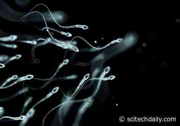 How to Quickly and Easily Find Mutated Sperm? Just Go FISH