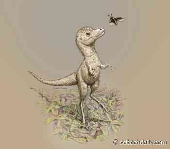 Dinosaur Embryo Discovery Helps Crack Baby Tyrannosaur Mystery