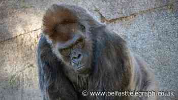 Signs of recovery among coronavirus-hit gorillas