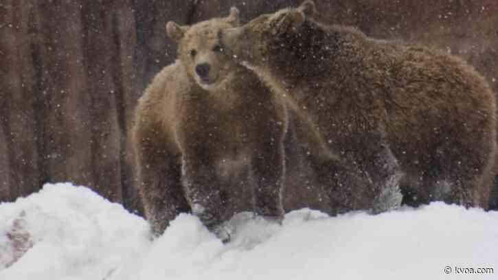 Bearizona wildlife enjoy snow day as staff work to clear roads, paths