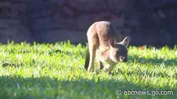WATCH:  Adorable kangaroo joey takes its first hop