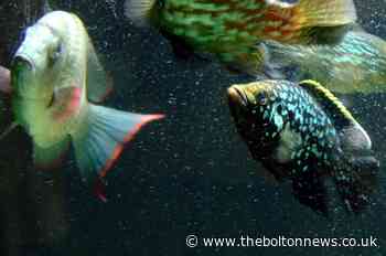 BOLTON: 80th anniversary for aquarium which is ‘part of town’s identity’ - The Bolton News