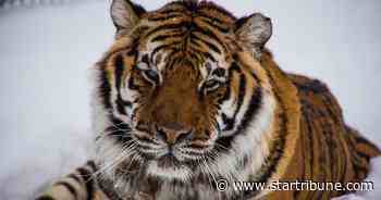 Minnesota sanctuary tiger tests positive for COVID-19