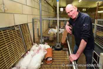 Fokkonijnen worden in 2025 parkkonijnen