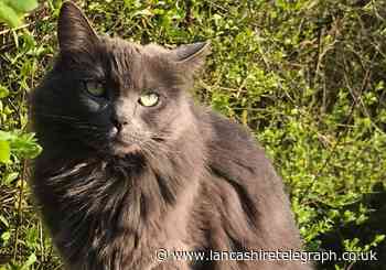 Reward increased for missing therapy cat - with owners plea to check lost cats for microchip