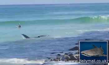 Brave surfers rescue a whale shark in shallow water at a popular tourist beach
