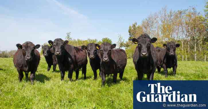 Specieswatch: dexters – the small cattle breed that is booming