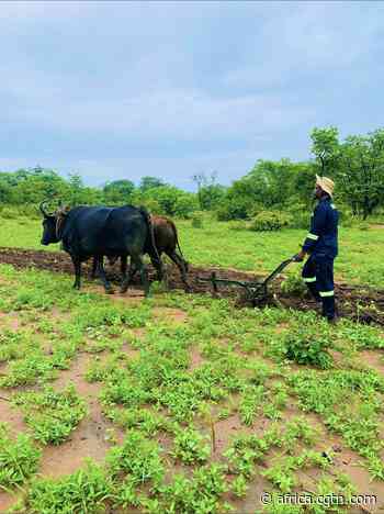 Feature: Young agri-entrepreneur shines in rural Zimbabwe - cgtn.com