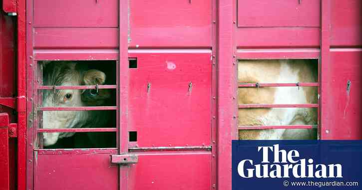 EU revealed to be world's biggest live animal exporter