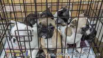 Three-week old puppy dies from illness with warning issued about illegal 'puppy farms'