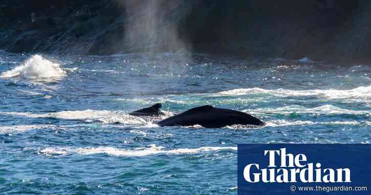 Humpback whales may be struggling to breed as climate crisis depletes food