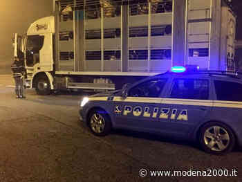 Controlli della Polizia Stradale di Modena sul trasporto di animali vivi - Modena 2000