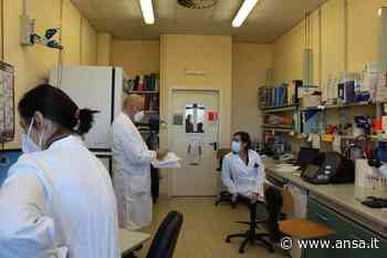 Covid: staminali per curare pazienti, al via studio a Modena - Agenzia ANSA