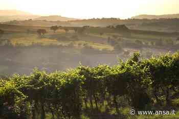 Verdicchio Jesi e Matelica, exploit imbottigliato 2020 - Vino - Agenzia ANSA