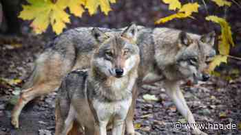 Wolf: Raubtier laut Wissenschaftlern nicht mehr gefährdet - HNA.de