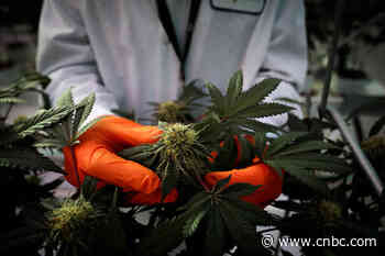 Tilray stock soars 10% after company tapped to provide medical cannabis in French study - CNBC